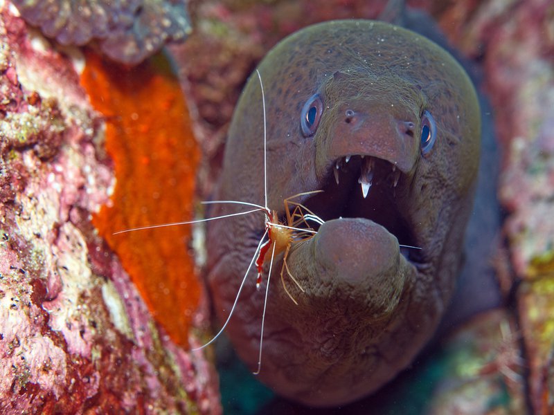 Moray eel, Shrimp, Seulako Cave